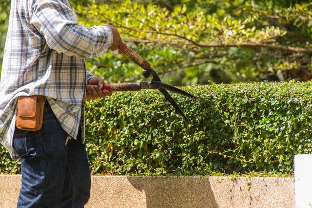 Garden Maintenance Richmond Hill, Richmond Park, TW10